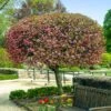 Coralburst® Crabapple 2 Coralburst® Crabapple -Nature Garden Store Coralbust Crabapple 600x600 702b7c92 3bbe 4840 a2aa e218de65b3bb