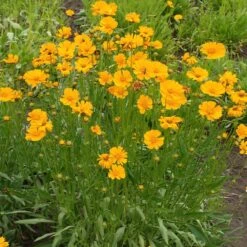 Nana Coreopsis (Tickseed) Plant 9 Nana Coreopsis (Tickseed) Plant -Nature Garden Store Coreopsis Nana 1