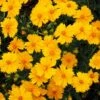 Nana Coreopsis (Tickseed) Plant -Nature Garden Store Coreopsis Nana 600x600 3216ecdb 069d 476d 8860 390f66c2a251