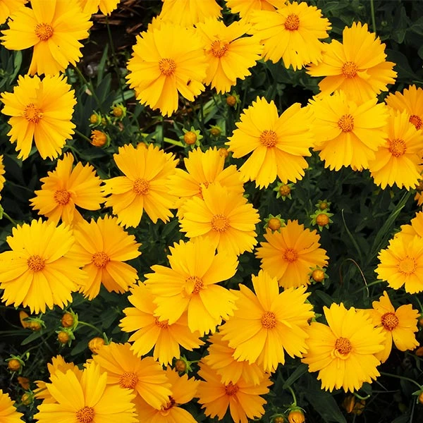 Nana Coreopsis (Tickseed) Plant 3 Nana Coreopsis (Tickseed) Plant