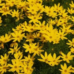 Threadleaf Coreopsis Plant -Nature Garden Store Coreopsis Zagreb 1