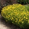 Threadleaf Coreopsis Plant -Nature Garden Store Coreopsis Zagreb FGT 600x600 508dfc5b 31d0 4725 bf88 cbef6fa5488c