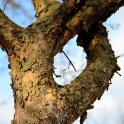 Cornelian Cherry Dogwood Tree -Nature Garden Store Cornelian Cherry Dogwood