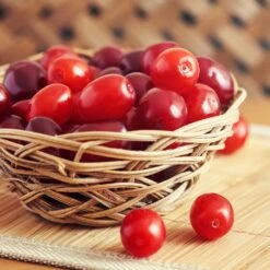 Cornelian Cherry Dogwood Tree -Nature Garden Store Cornelian Cherry Dogwood 1 FGT