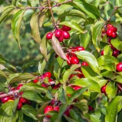 Cornelian Cherry Dogwood Tree -Nature Garden Store Cornelian Cherry Dogwood 2 FGT