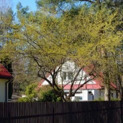 Cornelian Cherry Dogwood Tree -Nature Garden Store Cornelian Cherry Dogwood 4 FGT