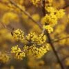 Cornelian Cherry Dogwood Tree -Nature Garden Store Cornelian Cherry Dogwood FGT 600x600 6b996199 182b 46aa b9c0 de82f26a48b7