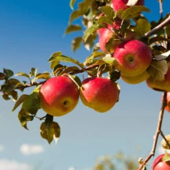 Honeycrisp™ & Cortland Twisted Apple Tree -Nature Garden Store Cortland