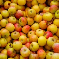 Cox's Orange Pippin Apple Tree -Nature Garden Store Coxs Orange Pippen 2