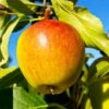 Cox's Orange Pippin Apple Tree -Nature Garden Store Coxs Orange Pippen FGT 600x600 65b7eab2 8aba 4949 9b04 4b7cb624ed71