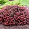 Crimson Pygmy Barberry Shrub -Nature Garden Store Crimson Pygmy Barberry 2 FGT