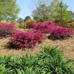 Crimson Fire™ Loropetalum -Nature Garden Store Crimson Fire Loropetalum 1