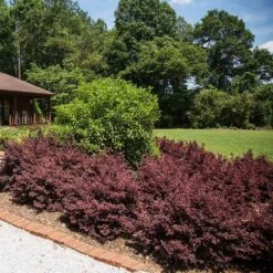 Crimson Fire™ Loropetalum -Nature Garden Store Crimson Fire Loropetalum 3