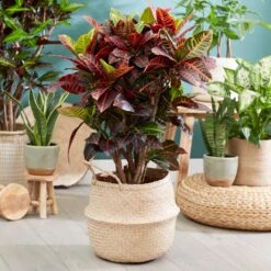 Sunset Hues House Plant Kit -Nature Garden Store Croton Petra 1 FGT 445f7f6a 00f4 451b a6b3 3f52129ac266