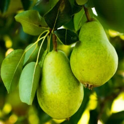5-in-1 Pear Surprise Tree 10 5-in-1 Pear Surprise Tree -Nature Garden Store DAnjou Pear 2FGT 73383108 937f 4acd a537 a189c0e02da1