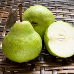 D'Anjou Pear Tree 10 D'Anjou Pear Tree -Nature Garden Store DAnjou Pear 3 FGT da277ba9 1c1c 4f9f 9202 bc3a27216f3b