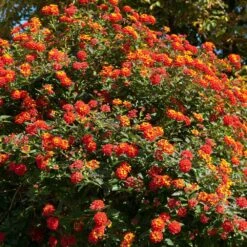 Dallas Red Lantana -Nature Garden Store Dallas Red lantana 2