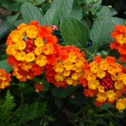 Dallas Red Lantana -Nature Garden Store Dallas Red lantana 4