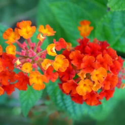 Dallas Red Lantana -Nature Garden Store Dallas Red lantana 7 FGTjpg