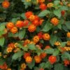 Dallas Red Lantana 1 Dallas Red Lantana -Nature Garden Store Dallas Red lantana FGT 600x600 9259de82 fa99 437e 9033 05b9b734c26f