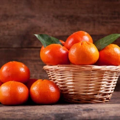 Dancy Tangerine Tree -Nature Garden Store Dancy Tangerine 1 FGT