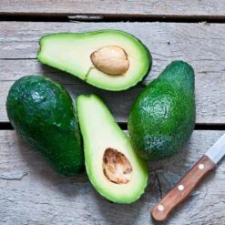 Condo™ Avocado Tree -Nature Garden Store Day Condo Avocado 5 FGT