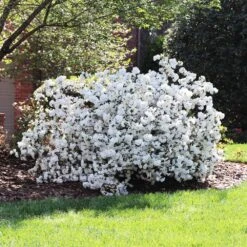 Delaware Valley White Azalea 9 Delaware Valley White Azalea -Nature Garden Store Delaware Valley Azalea FGT 4