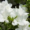 Delaware Valley White Azalea 2 Delaware Valley White Azalea -Nature Garden Store Delaware Valley Azalea FGT 600x600 00619668 24d4 47d2 8325 74071c92d4ae