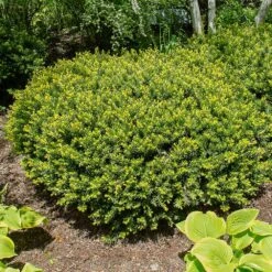 Dense Spreading Yew -Nature Garden Store Dense spreading yew 1