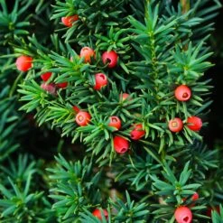 Dense Spreading Yew -Nature Garden Store Dense spreading yew 3 FGT