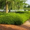 Dense Spreading Yew 2 Dense Spreading Yew -Nature Garden Store Dense spreading yew FGT 600x600 e957b545 421a 44cc 9fc5 5adabf8987c3