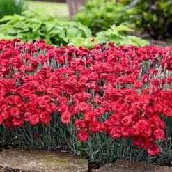 Fruit Punch® ‘Maraschino’ Dianthus -Nature Garden Store Dianthus Fruit Punch 2