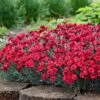 Fruit Punch® ‘Maraschino’ Dianthus -Nature Garden Store Dianthus Fruit Punch FGT 600x600 7209b3d8 fa7d 4d44 942e 58cf5af7ee41