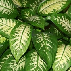 Dieffenbachia And Song Of India Combo 8 Dieffenbachia And Song Of India Combo -Nature Garden Store Diffenbachia song of india 2