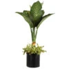 Dieffenbachia And Song Of India Combo -Nature Garden Store Diffenbachia song of india 600x600 7274c5a1 437b 4d7f a274 bd3d5f360208