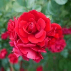 Don Juan Climbing Rose 7 Don Juan Climbing Rose -Nature Garden Store Don Juan 1 FGT