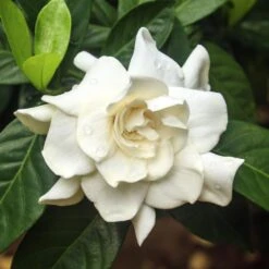 Double Blooming Gardenia Tree -Nature Garden Store Double Blooming Gardenia 3 FGT