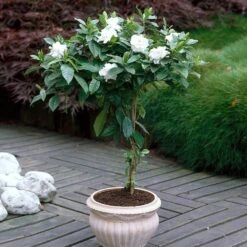 Double Blooming Gardenia Tree -Nature Garden Store Double Blooming Gardenia 6 FGT