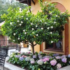 Double Blooming Gardenia Tree -Nature Garden Store Double Blooming Gardenia Tree 6
