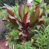 Dwarf Red Banana Tree -Nature Garden Store Dwarf Red Banana Plant 350 01