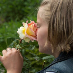 Euphoria® Rose Shrub 9 Euphoria® Rose Shrub -Nature Garden Store EUphoria Rose Tree 1