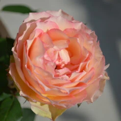 Euphoria® Rose Shrub 10 Euphoria® Rose Shrub -Nature Garden Store EUphoria Rose Tree 2