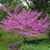 Eastern Redbud -Nature Garden Store Eastern Redbud FGT 600x600 5676e569 3a04 4cdf b06a 7047e5db4442