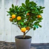 EasyPeel Clementine Tree 2 EasyPeel Clementine Tree -Nature Garden Store Easy Peel Clementine FGT 600x600 7715f8b8 7ade 444c b849 5c8b79e452e4