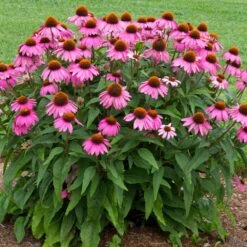 PowWow® Wild Berry Coneflower (Echinacea) 7 PowWow® Wild Berry Coneflower (Echinacea) -Nature Garden Store Echinacea Pow Wow Wildberry 1