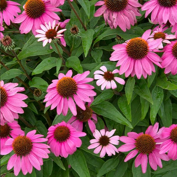 PowWow® Wild Berry Coneflower (Echinacea) 3 PowWow® Wild Berry Coneflower (Echinacea)