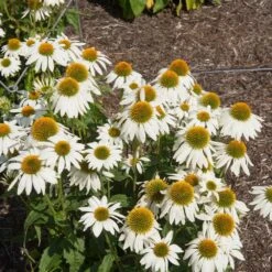 PowWow® White Coneflower (Echinacea) -Nature Garden Store Echinacea PowWow WHite 2