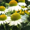 PowWow® White Coneflower (Echinacea) 2 PowWow® White Coneflower (Echinacea) -Nature Garden Store Echinacea PowWow WHite 600x600 4bf42975 0221 4d4c bf26 2b015bfb0f3a