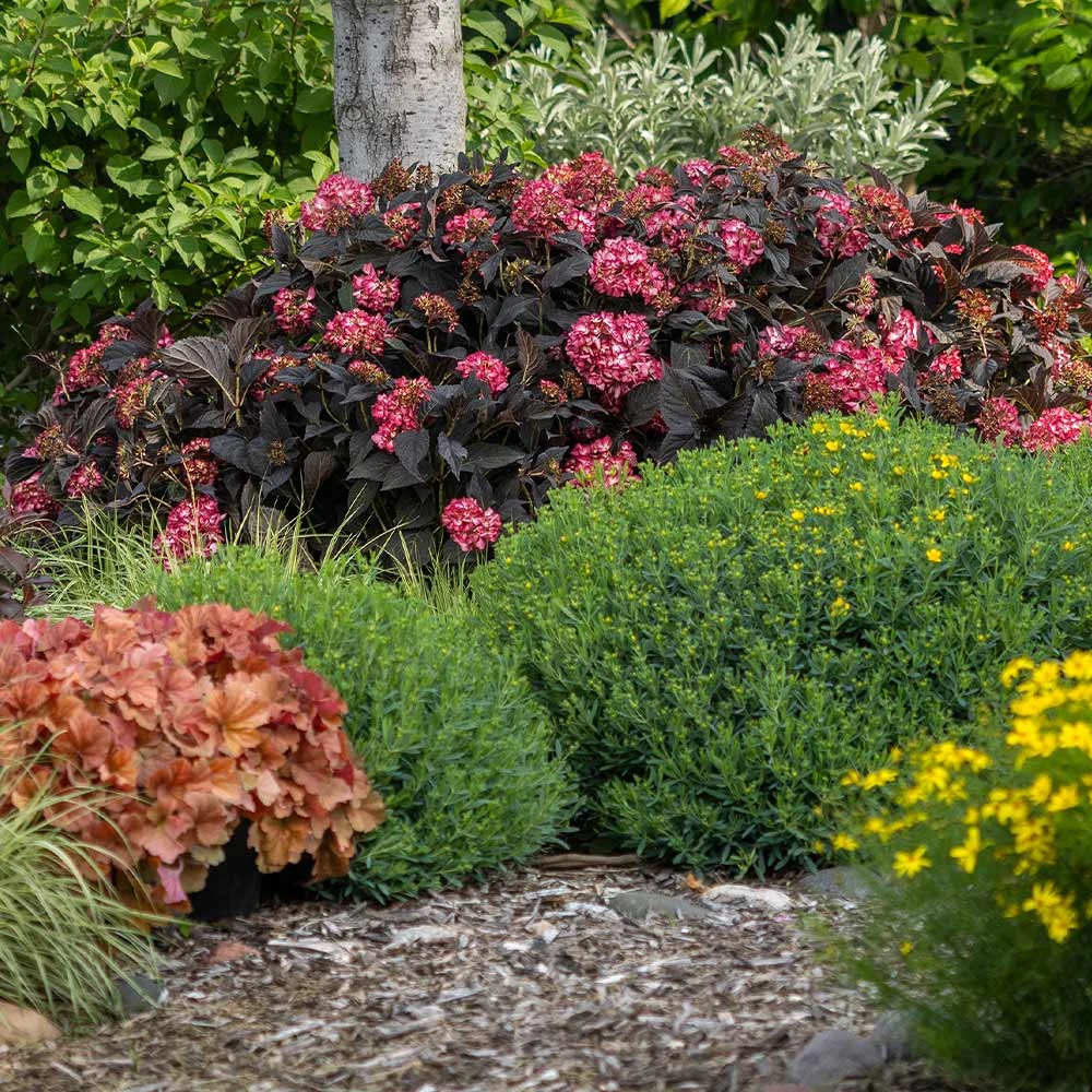 Eclipse® Bigleaf Hydrangea 7 Eclipse® Bigleaf Hydrangea - Image 5