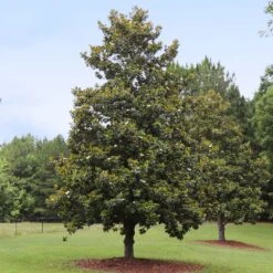 Edith Bogue Magnolia -Nature Garden Store Edith Bogue magnolia 1